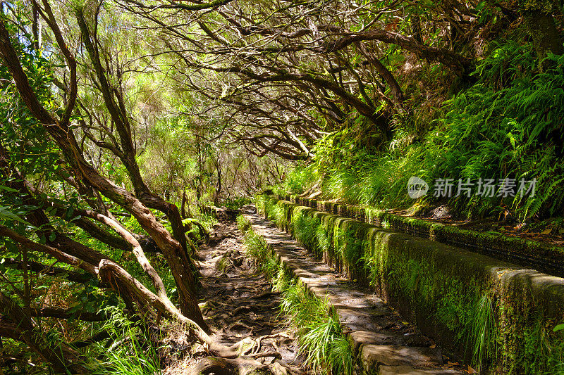 在一个美丽的夏日，马德拉岛的Levada das 25 Fontes和Levada do Risco人行道上盛开着甜美的花朵